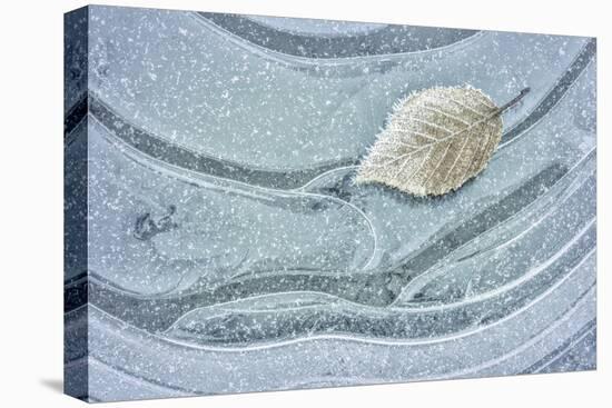 USA, Washington State. Seabeck. Frosty maple leaf on ice.-Jaynes Gallery-Premier Image Canvas