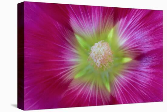 USA, Washington State, Seabeck. Hollyhock Blossom Close-up-Don Paulson-Premier Image Canvas