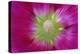 USA, Washington State, Seabeck. Hollyhock Blossom Close-up-Don Paulson-Premier Image Canvas