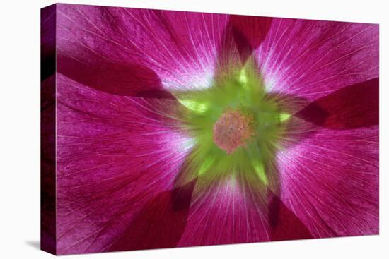 USA, Washington State, Seabeck. Hollyhock Blossom Composite-Don Paulson-Premier Image Canvas