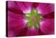 USA, Washington State, Seabeck. Hollyhock Blossom Composite-Don Paulson-Premier Image Canvas