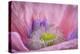 USA, Washington State, Seabeck. Inside of Poppy Flower-Don Paulson-Premier Image Canvas