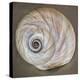 USA, Washington State, Seabeck. Moon snail shell close-up.-Jaynes Gallery-Premier Image Canvas