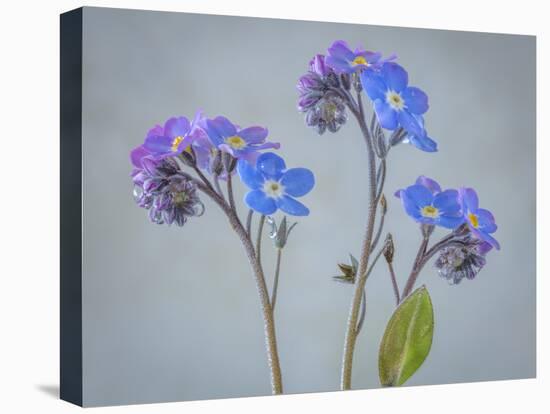 USA, Washington State, Seabeck of forget-me-not flowers.-Jaynes Gallery-Premier Image Canvas