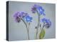USA, Washington State, Seabeck of forget-me-not flowers.-Jaynes Gallery-Premier Image Canvas