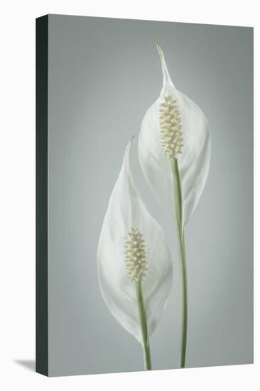 USA, Washington State, Seabeck. Peace lily close-up.-Jaynes Gallery-Premier Image Canvas