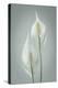 USA, Washington State, Seabeck. Peace lily close-up.-Jaynes Gallery-Premier Image Canvas