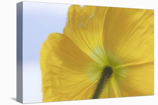 USA, Washington State, Seabeck. Underside of Poppy Flower-Don Paulson-Premier Image Canvas
