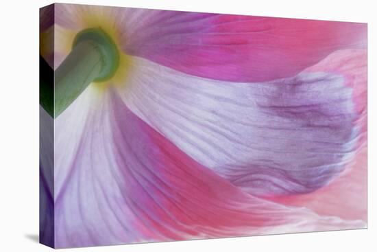 USA, Washington State, Seabeck. Underside of Poppy Flower-Don Paulson-Premier Image Canvas