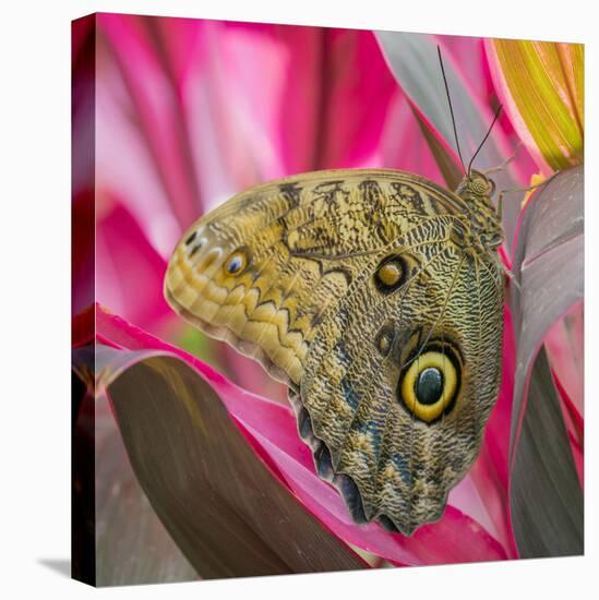 USA, Washington State, Seattle. Close-up of Owl Butterfly-Don Paulson-Premier Image Canvas