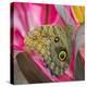 USA, Washington State, Seattle. Close-up of Owl Butterfly-Don Paulson-Premier Image Canvas