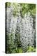 USA, Washington State, Seattle. Kubota Garden, wisteria.-Rob Tilley-Premier Image Canvas