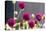 USA, Washington State. Selective focus on colorful button dahlias-Trish Drury-Premier Image Canvas