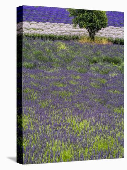 USA, Washington State, Sequim, Lavender Field in full boom with Lone Tree-Terry Eggers-Premier Image Canvas
