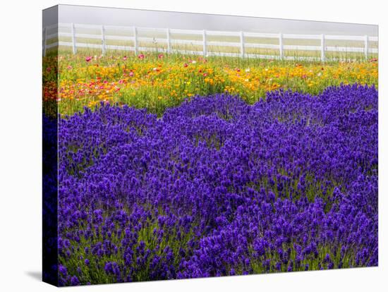 USA, Washington State, Sequim, Lavender Field-Terry Eggers-Premier Image Canvas