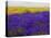 USA, Washington State, Sequim, Lavender Field-Terry Eggers-Premier Image Canvas