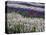 USA, Washington State, Sequim, Lavender Field-Terry Eggers-Premier Image Canvas