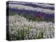 USA, Washington State, Sequim, Lavender Field-Terry Eggers-Premier Image Canvas