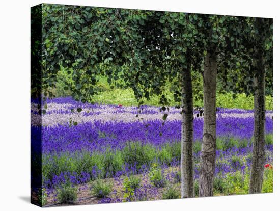 USA, Washington State, Sequim, Lavender Field-Terry Eggers-Premier Image Canvas