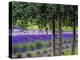 USA, Washington State, Sequim, Lavender Field-Terry Eggers-Premier Image Canvas