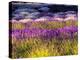 USA, Washington State, Sequim, Lavender Field-Terry Eggers-Premier Image Canvas