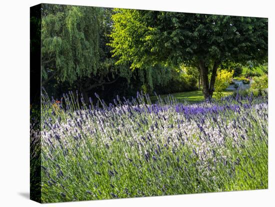 USA, Washington State, Sequim, Lavender Field-Terry Eggers-Premier Image Canvas