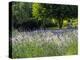 USA, Washington State, Sequim, Lavender Field-Terry Eggers-Premier Image Canvas