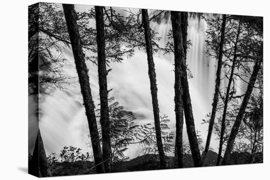 USA, Washington State, Skamania County, Lower Lewis River Falls in BW, behind the pine tree trunks.-Brent Bergherm-Premier Image Canvas