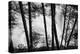 USA, Washington State, Skamania County, Lower Lewis River Falls in BW, behind the pine tree trunks.-Brent Bergherm-Premier Image Canvas