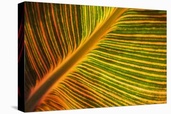 Usa, Washington State, Snohomish. Leaf with red, yellow, orange and green stripes.-Merrill Images-Premier Image Canvas