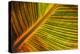 Usa, Washington State, Snohomish. Leaf with red, yellow, orange and green stripes.-Merrill Images-Premier Image Canvas