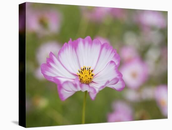 Usa, Washington State. Snoqualmie Valley, pink and white Garden cosmos in field on farm-Merrill Images-Premier Image Canvas