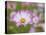 Usa, Washington State. Snoqualmie Valley, pink and white Garden cosmos in field on farm-Merrill Images-Premier Image Canvas