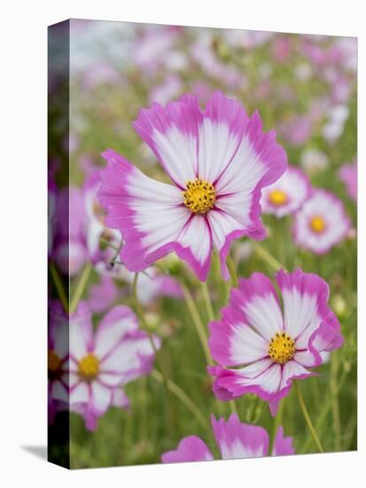Usa, Washington State. Snoqualmie Valley, pink and white Garden cosmos in field on farm-Merrill Images-Premier Image Canvas