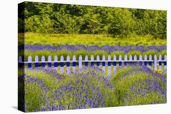 USA, Washington State, Squim, Lavender Field-Hollice Looney-Premier Image Canvas