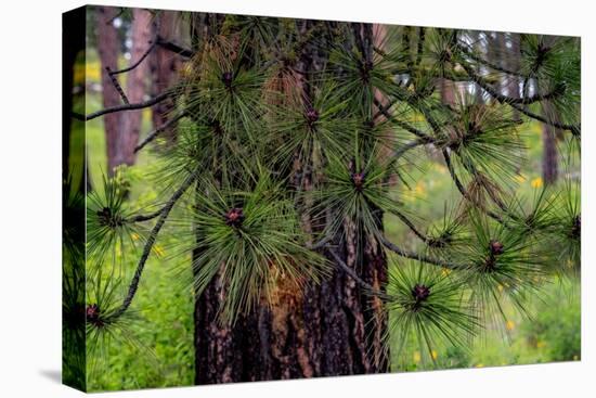 USA, Washington State, Table Mountain eastern Cascade Mountains and Ponderosa Pine-Sylvia Gulin-Premier Image Canvas