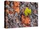 USA, Washington State, Table Mountain eastern Cascade Mountains Ponderosa Pine Bark-Sylvia Gulin-Premier Image Canvas