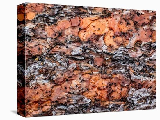 USA, Washington State, Table Mountain eastern Cascade Mountains Ponderosa Pine Bark-Sylvia Gulin-Premier Image Canvas