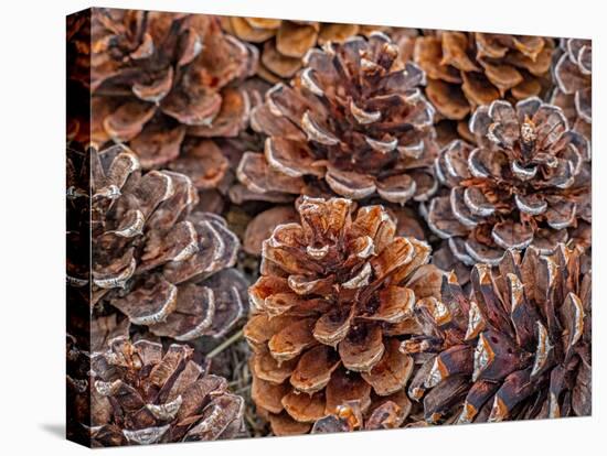 USA, Washington State, Table Mountain eastern Cascade Mountains Ponderosa Pine cones-Sylvia Gulin-Premier Image Canvas