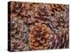 USA, Washington State, Table Mountain eastern Cascade Mountains Ponderosa Pine cones-Sylvia Gulin-Premier Image Canvas