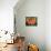Usa, Washington State, Underwood. Orange flame azalea flower-Merrill Images-Premier Image Canvas displayed on a wall