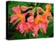 Usa, Washington State, Underwood. Orange flame azalea flower-Merrill Images-Premier Image Canvas