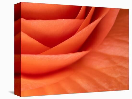 Usa, Washington State, Underwood. Orange ranunculus flower close-up-Merrill Images-Premier Image Canvas