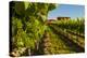 USA, Washington State, vineyard-Richard Duval-Premier Image Canvas