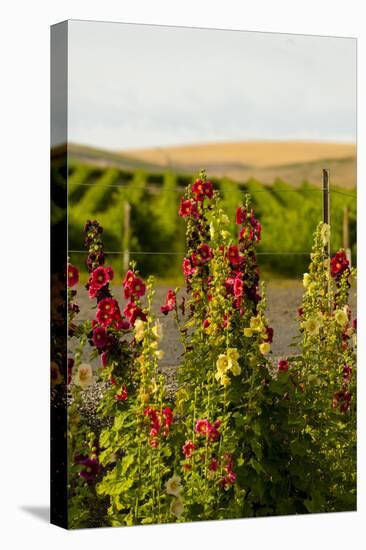 USA, Washington State, Walla Walla. Wildflowers in the Seven Hills vineyard.-Richard Duval-Premier Image Canvas