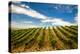 USA, Washington State, Walla Walla.-Richard Duval-Premier Image Canvas