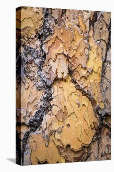 USA, Washington State, Wenatchee NF. Ponderosa Pine Tree Bark-Don Paulson-Premier Image Canvas
