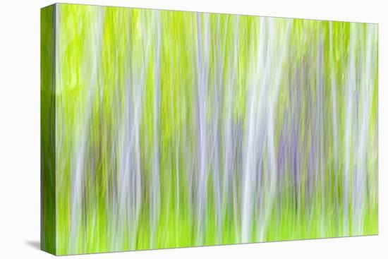 USA, Washington State, Yakima River Trail. Abstract of Aspen Trees-Don Paulson-Premier Image Canvas