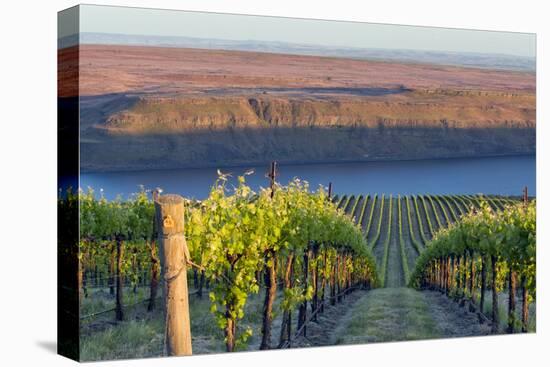 USA, Washington. the Benches Vineyard in the Horse Heaven Hills Ava-Janis Miglavs-Premier Image Canvas