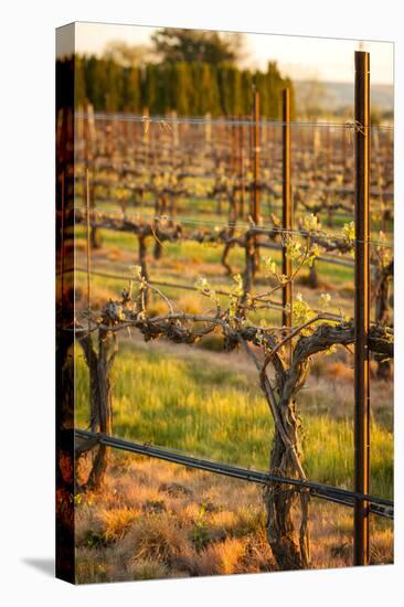 USA, Washington, Walla Walla. Bud Break in a Vineyard in Wine Country-Richard Duval-Premier Image Canvas